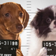 Illustration for article titled The Most Shocking Scandals of the 2013 Puppy Bowl